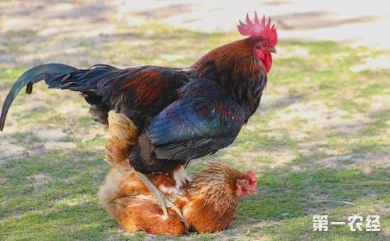 鸡公的养殖方法（公鸡的养殖方法如下）