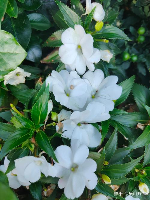 白凤仙种植方法-白凤仙花种子价格